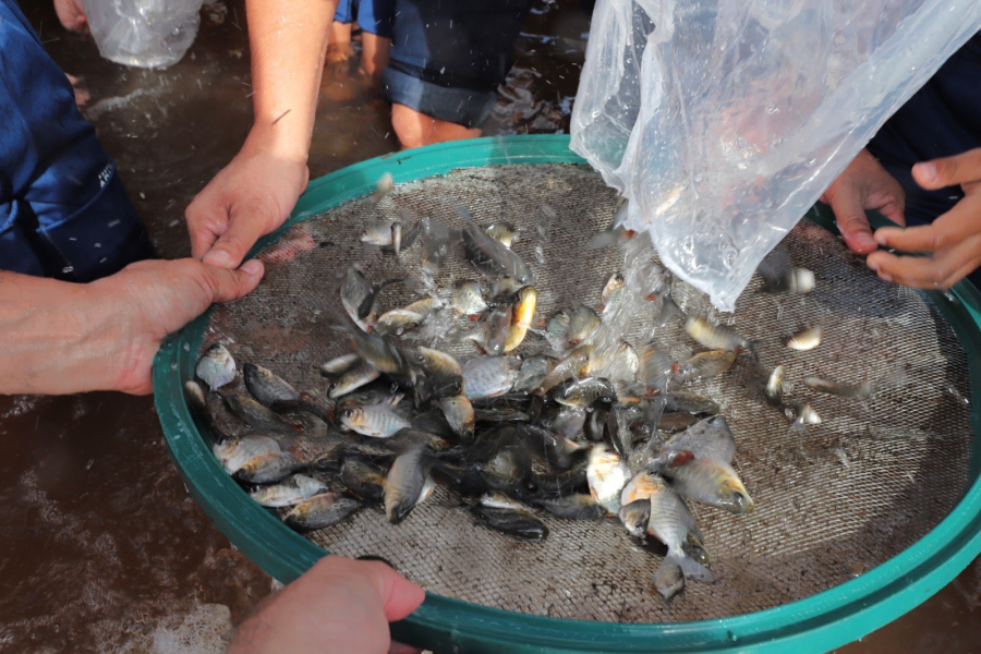 Semana do Meio Ambiente: Prefeitura realiza soltura de 25 mil alevinos no Lago Azul  