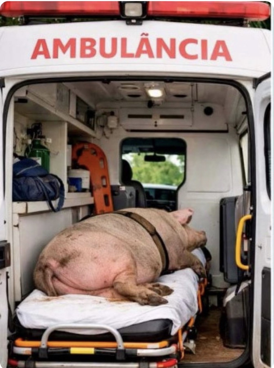 Motorista é Exonerado Após Ambulância da Prefeitura ser Usada para Transportar Porco em Sampaio (TO)
