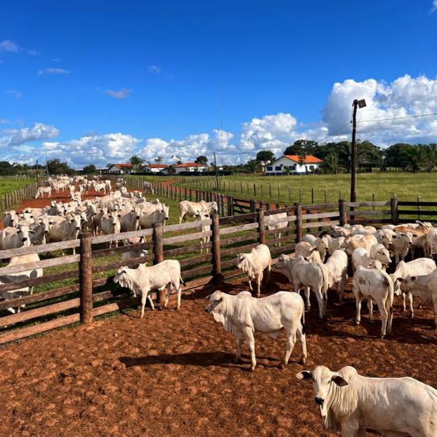 Balança comercial do Tocantins fecha 2025 com superávit de US$ 2,7 bilhões, aponta MDIC