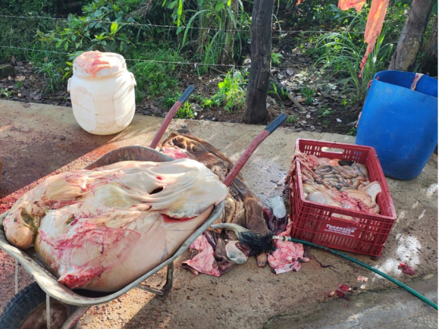 Abate clandestino é flagrado e mais de 400 kg de carne imprópria são apreendidos no Tocantins