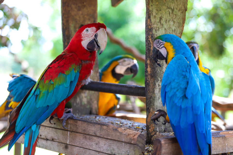 Instituto Cerrado resgata animais vítimas de maus-tratos e se torna referência em Araguaína