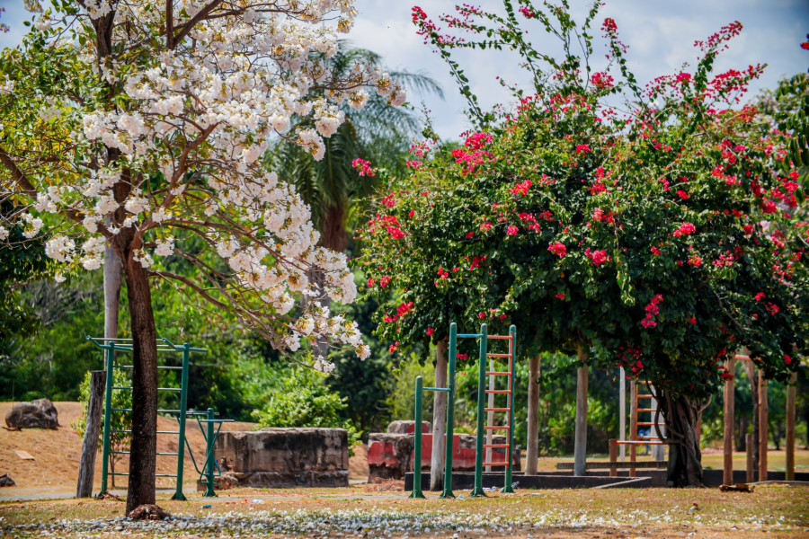 FLORADA DOS IPÊS TRANSFORMA O PARQUE CIMBA EM CARTÃO-POSTAL DURANTE A ESTIAGEM EM ARAGUAÍNA